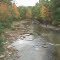 FAll in Erie Region and the Trout are on the run