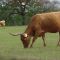El Longhorn