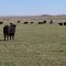Watching his herd