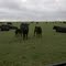 Cows