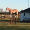Plastic Horse
