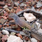 Lizard on the Franklin Mountain trail