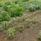 My Spring Garden