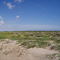 S. Padre Island-Vegetation