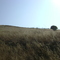 A Lonely Bush in the Swaying Wind