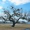 Tree at the improved park