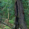 Giant western red cedar near Cascade Lake. Orcas Island
