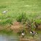 Spring Hill tennessee nature waiting to be paved over, heron, Egret, goose and all.