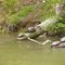 Turtles sunning on logs at Lake Holiday