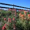 Indian paintbrush