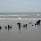 Remains of Mexican Gunboat Montezuma on Boca Chica, ran aground on 4-30-1843