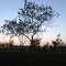 Early morning Mesquite