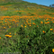 California Poppies, Lake Elsinore