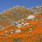 poppies