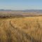 CRP Grass