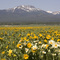 Sawtelle Peak with flowers
