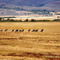 Herd of Antelope