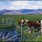 Cattle country