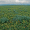 On the Camas Prairie in May