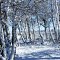Desert Oasis in snow