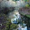 Steinhatchee River sink,  Tenille Florida (12-2006) 2