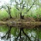 live oak reflection, Steinhatchee River Rise, Tenille, Dixie Co, Fla (3-2008)