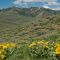 Arrowleaf balsamroot and white lupine above St. Louis Canyon. Pioneer Mtns. foothills