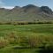 Grass and sedges near Antelope Creek. White Knob Mountains