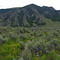 Sagebrush infested with leafy spurge (yellow flowers)