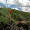 Lone Paintbrush - Champagne Creek - Tom Askew