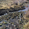Riparian Wasteland - Upstream of Beaver dam along Leadbelt Creek