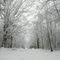 Gibbons Rd Snow