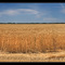 Пшеничные поля - A field of wheat