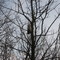 bird :)
