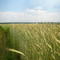 Поля пшеницы. Fields of wheat.