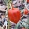 Physalis alkekengi / фізаліс звичайний / мексиканський помідор / золота ягода / перуанська вишня / увілла / ананасова вишня. 15/11/08