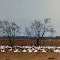 Snow Geese in their Winter Home near Hockley, Texas