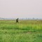 Haymaking (senokosy)