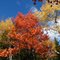 Autumn Colors
