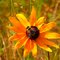 Bee on Yellow Daisy