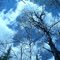 Late Winter Sky