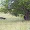 The Bear and the Cows