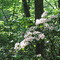 Mountain Laurel