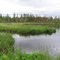 Frog's lake