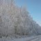 Богородское. Иней