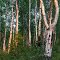 Typical Russian birch forest