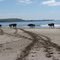 Коровы острова Беринга самостоятельно держат курс к своему дому - селу Никольское.