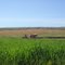 Plowing the Fields