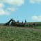Amish Horse Power