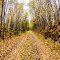 Осень/Autumn